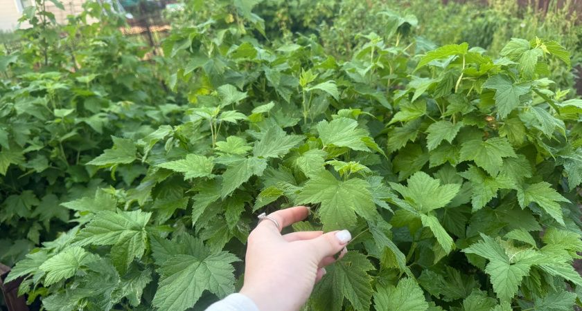 Одна чайная ложка в лейку — и на смородину: ягоды лопаются от сладости, а тля отскакивает как от огня