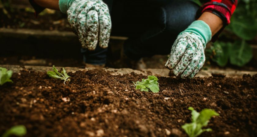 5 ошибок на грядке в заморозки, из-за которых урожай «ляжет кверху ботвой» — не делай так