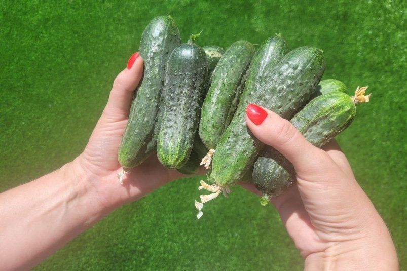 Огурцы от этого раствора как будто под невидимым куполом. Мучнистая роса не подлезет
