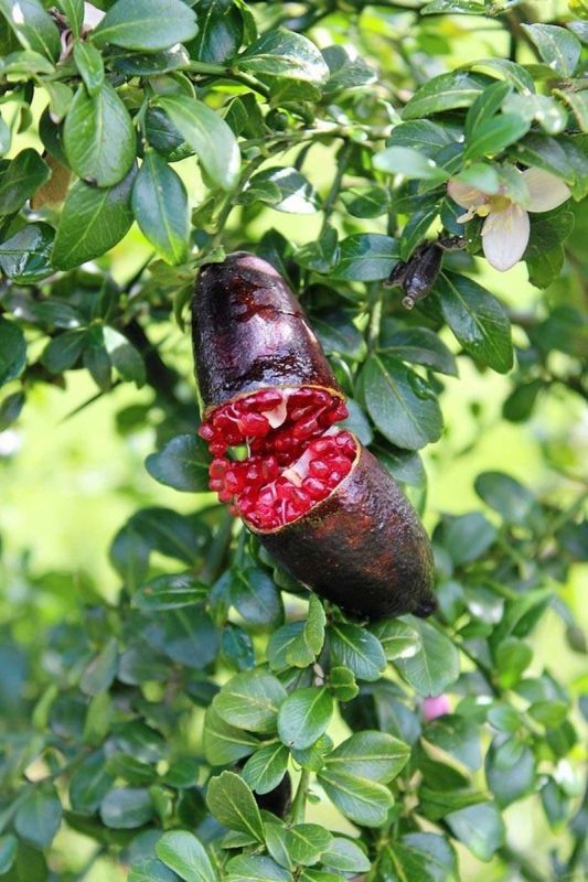 Пальчиковый лайм: редкий фрукт, подающий надежды в кулинарии