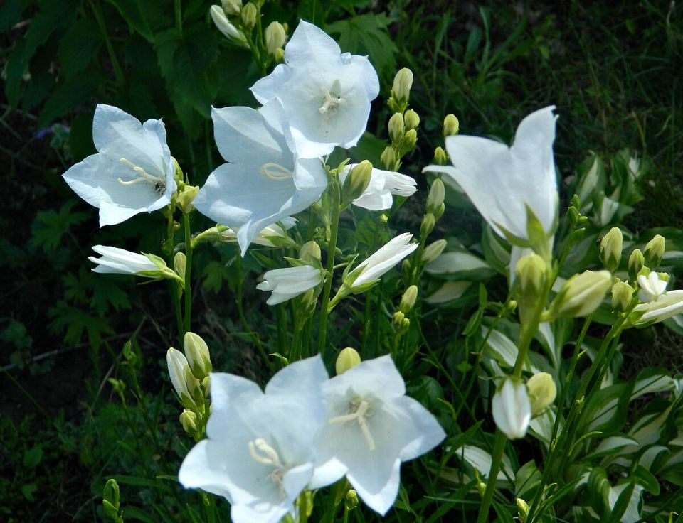 Колокольчики: как создать живописный уголок в вашем саду