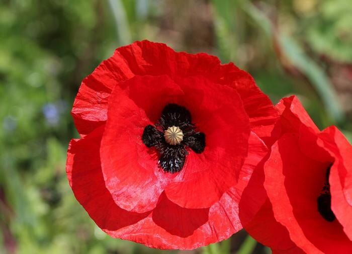 Как правильно выбрать маки для вашего сада: уберегите себя от опасных сортов