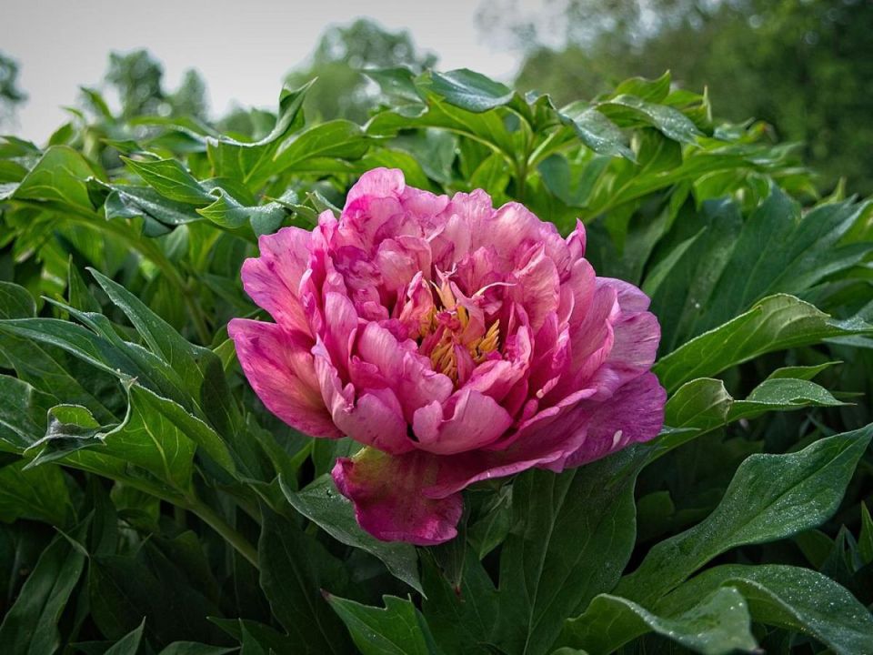 Как сохранить красоту пионов: практические советы по поддержке