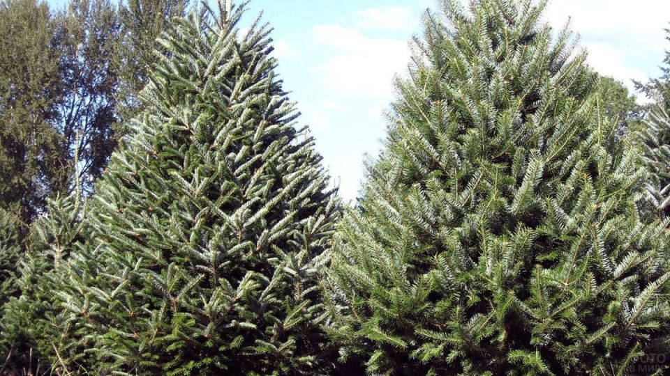 Пихта Фразера: идеальное рождественское дерево для вашего дома