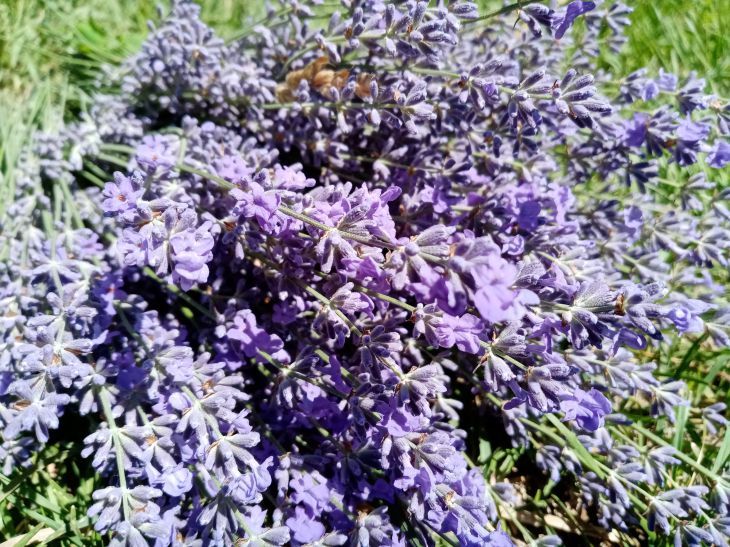 "Успокоит и наладит сон": как приготовить лавандовый чай с молоком - его вкус приятно удивит