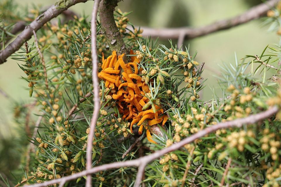 Как опасные соседи могут испортить ваш сад: Внимание на ржавчину