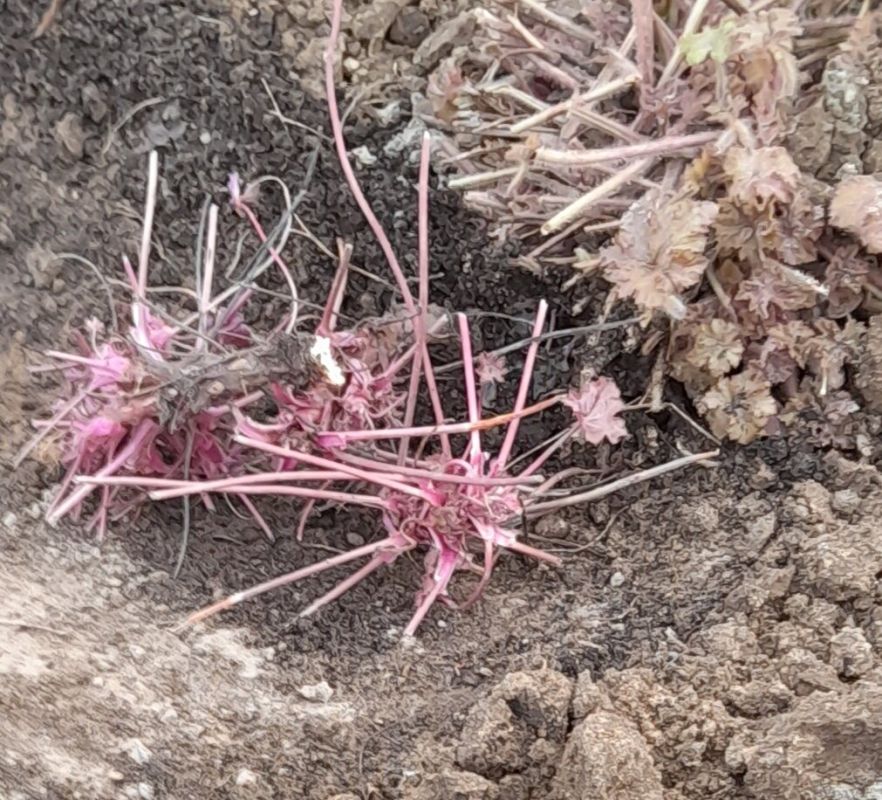 Когда и как делить цветы для размножения