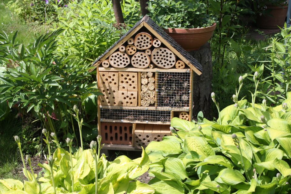 Зеленый уголок для насекомых: как создать идеальный отель для ползунков