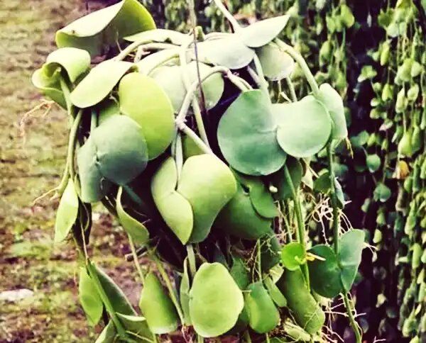 Дисхидия: экзотическое растение, которое преобразит ваш интерьер