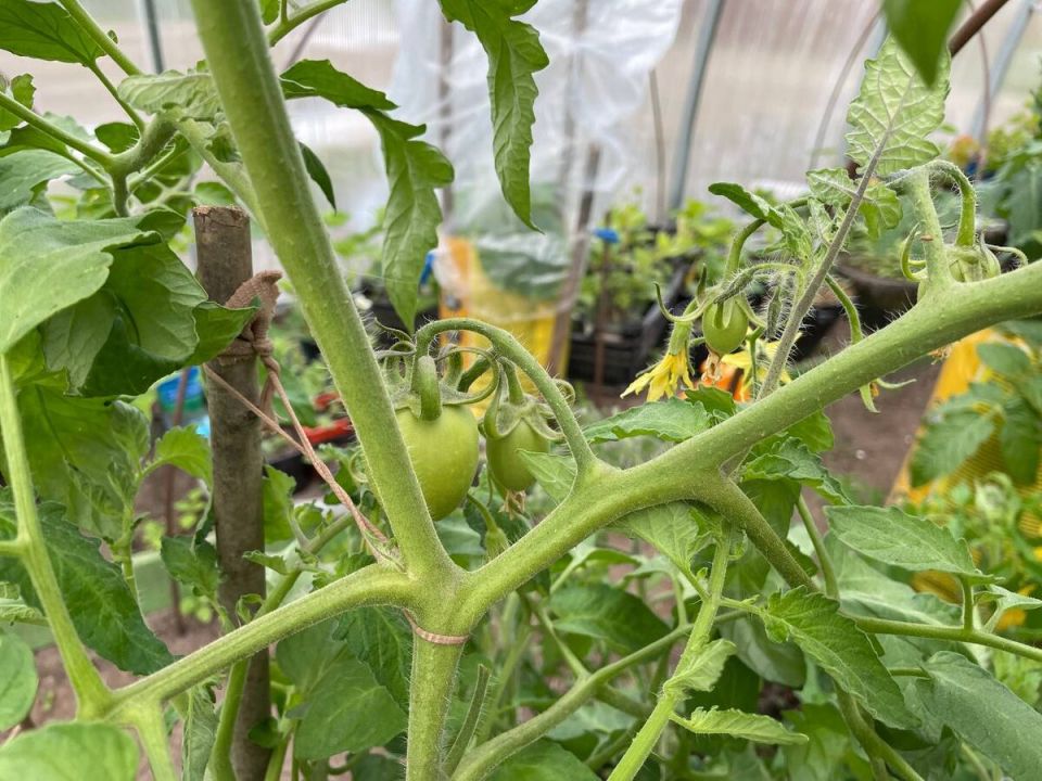 Как избежать двойных верхушек у томатов и что делать с образовавшимися