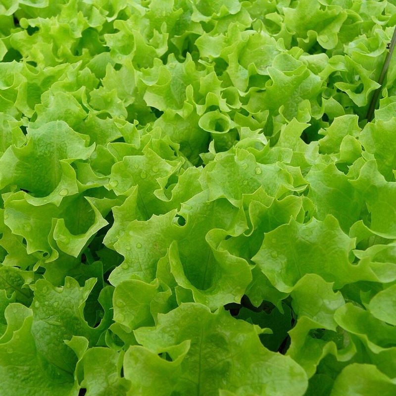 Выращивание салата Дионис: секреты и советы для успешного урожая