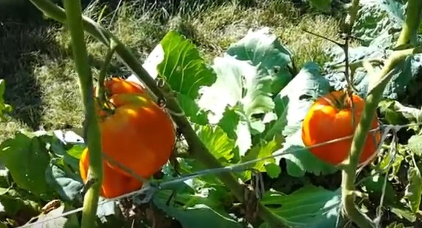 Сладкие гиганты для вашего сада: 4 сорта крупных томатов, которые потрясут вкусом