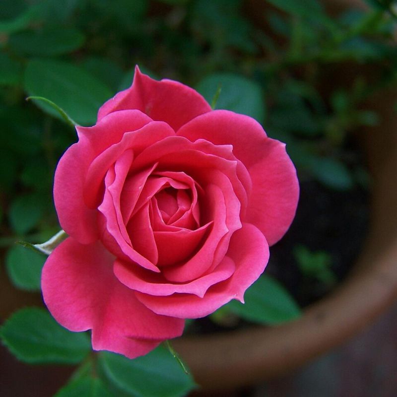 Как создать защитный буфер для роз: идеальные соседи на вашем участке