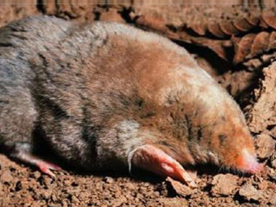 Ультразвуковые отпугиватели кротов: помощники для садоводов