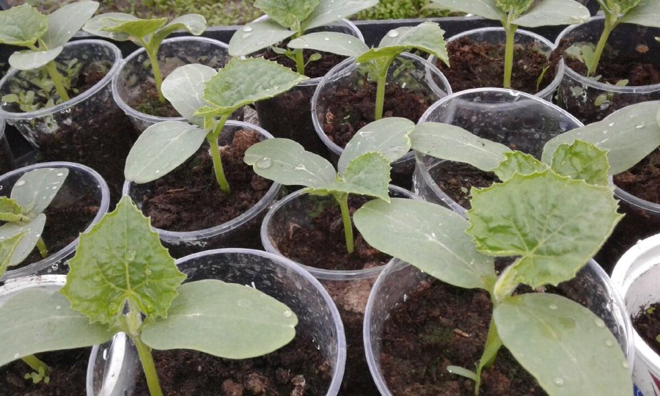 ��� ������� ��������� ����� ��� �������: ������, ����������� ��������