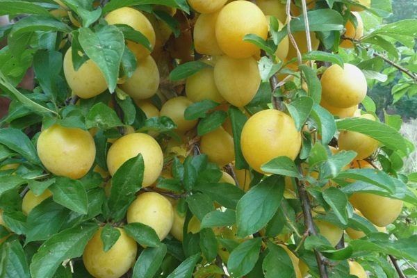 ���������: ��� ��������� ���������� ���������� ���� �����