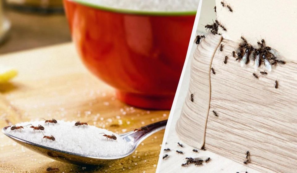 ����� ������ ��������: ������� � ����������� ������ �������� ���������� �� �������� ������