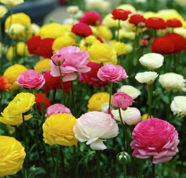 ������� ����������: ��������� ����, ������������� ������ ����������