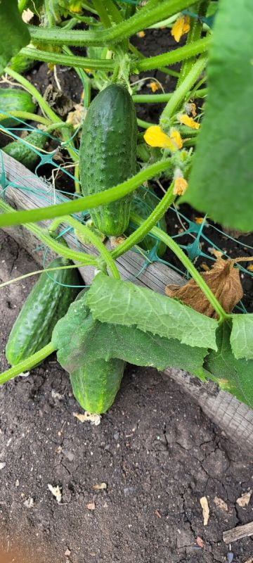 ��������� ������: ��� �������� �������� 5 �� � �����