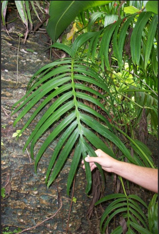 Амидриум: Зеленая альтернатива монстере, которую стоит завести