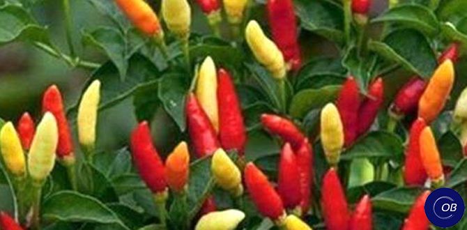 ������������� �����: ��� ��������� ������� � ����� ����� �� ����� �����������