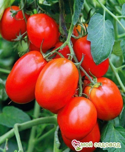 ����� ���������: ��������� ������� ��� ���, ��� ����� ������ ������