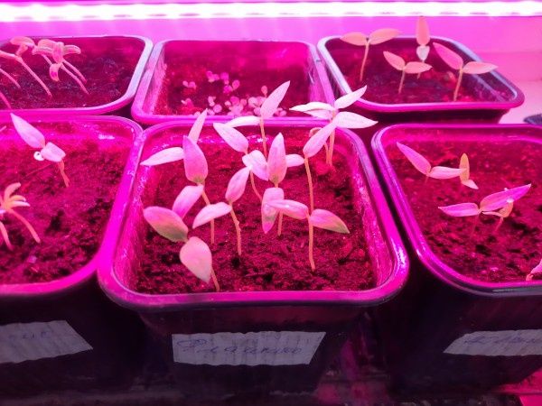 ������� ��������� ������ �������, ������ � ����������