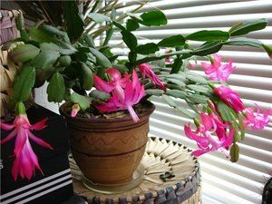 ���������: ������ ������, ������� ������ �����