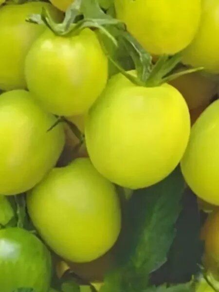 ����� �������� ������: ������ ������ �� ������� ��������