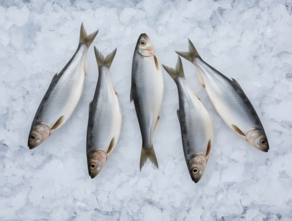 ������ ��������� ����� ������� ���� �� ���� �� ���� ��������� ������