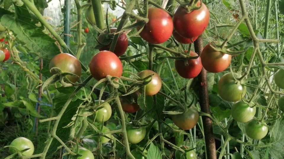 ����� �������� � ������� ������� ������������� ��������������