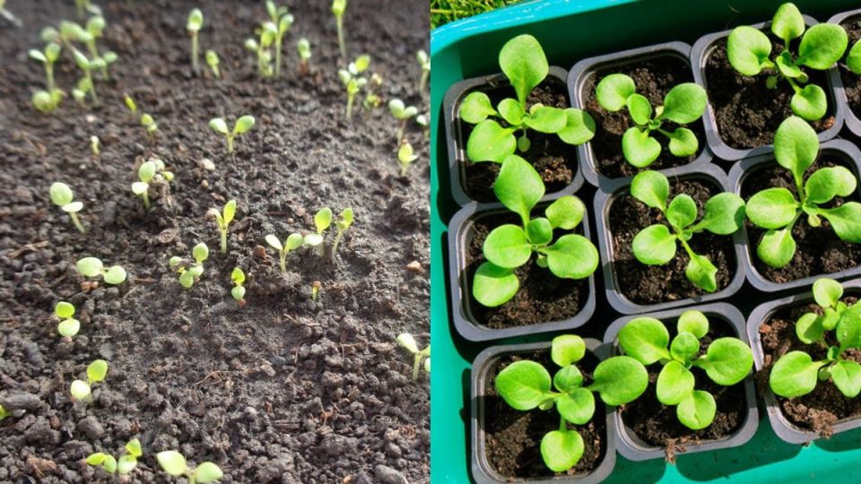 Как правильно пикировать петунию: три секретных совета агронома для крепких цветков