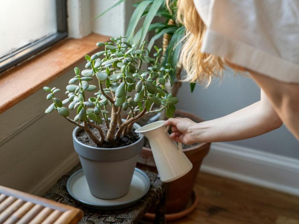 Стеблевые черенки денежного дерева укореняются быстрее листовых