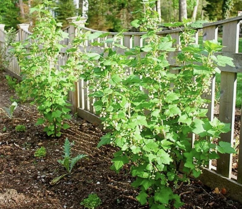 Тайны успешной посадки смородины: как обеспечить максимальный урожай