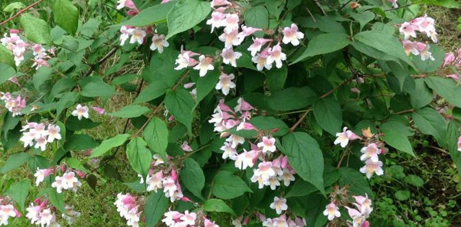 ���������� ����������: �������� �������� ��� ������ ����