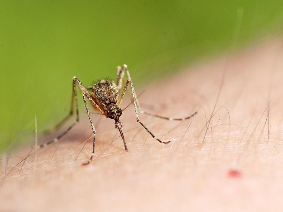 Натуральные способы защиты от комаров: витамины и чеснок против укусов