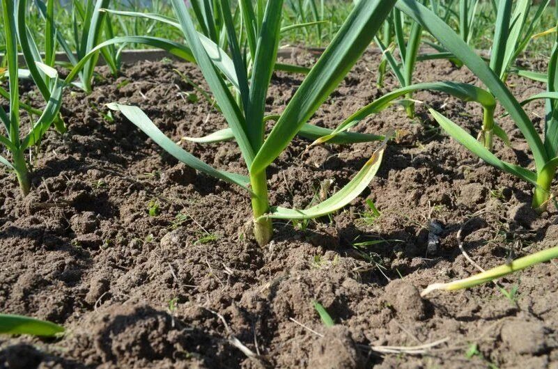 Как подкормить чеснок в мае: советы для здоровья и роста