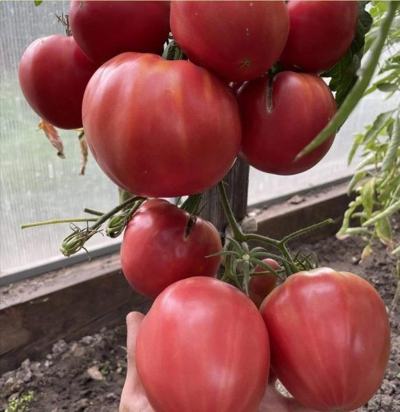 ����� ��������� �������: ������� ��������� ����������� �������������� �����