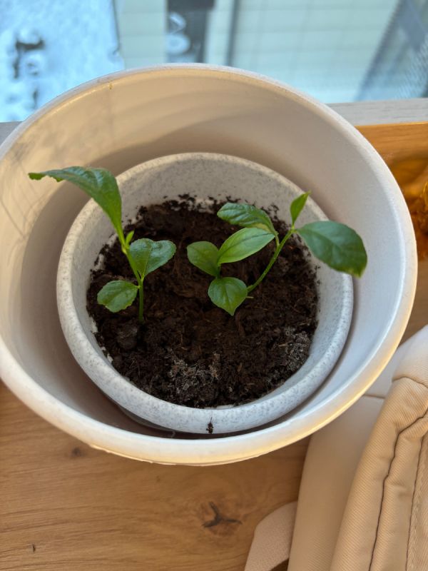 Как вырастить лимон из косточки и получить маленький тропический уголок на подоконнике