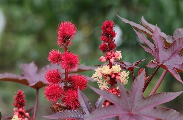 Как обезопасить сад от ядовитых растений и инвазивов: практичный гид на каждый сезон