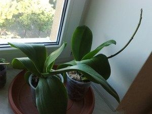 ������ ������� � �������� �������� ����� �� ������ � ��� ������� ��������