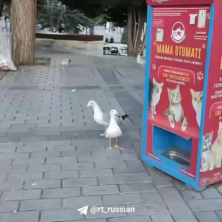  .     &quot;&quot;,        
