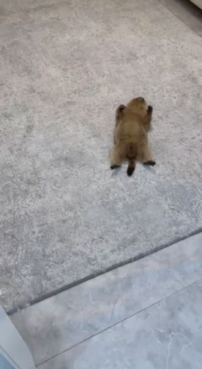   ,    