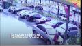 Тюменец украл саженцы декоративных кустарников, но заработать на этом не удалось потому что не заботился о растениях