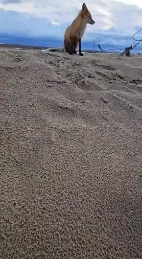       !      ,         