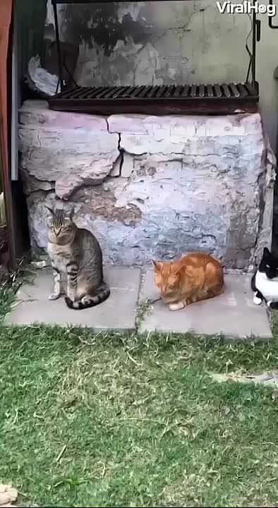   ! ,     )