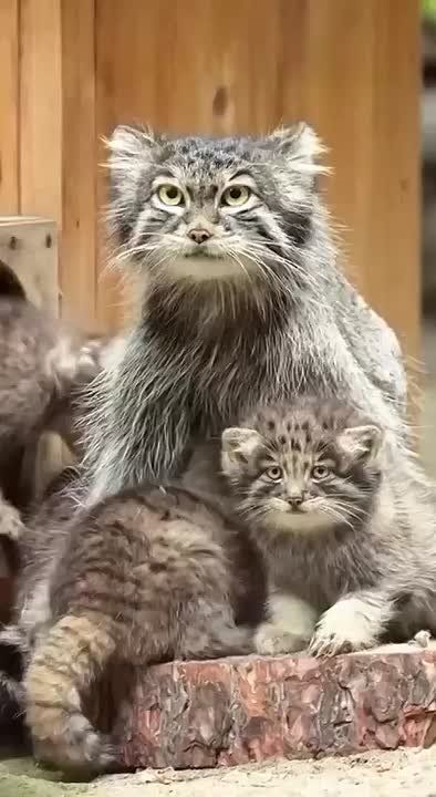 ,:   -,   ?)