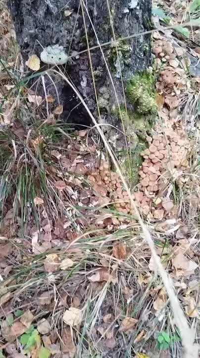    -,   :      