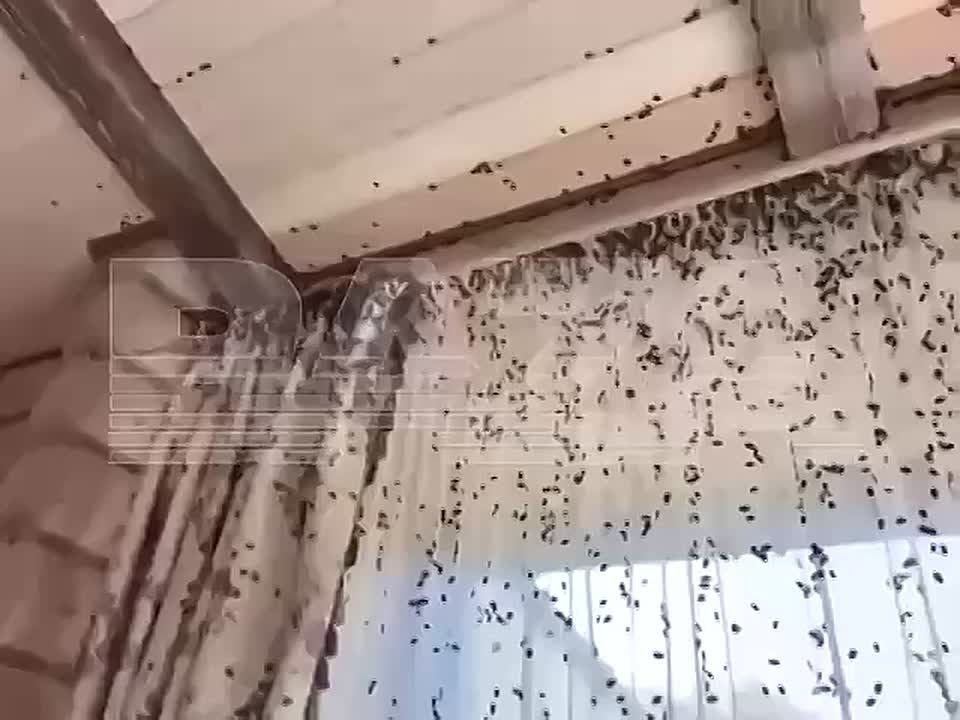     :      