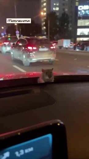 , !   -        
